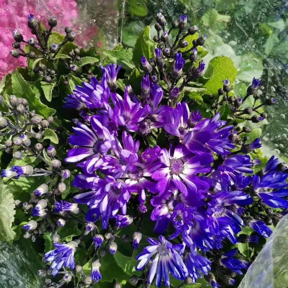 سناريا
نبات خارجي دائمي  ذو ازهار جميلة ومتعددة الالوان 
متوفر الان ..

للطلب والاستفسار يرجى مراسلة بريد الصفحة 

او الاتصال على الهواتف التالية 

 ***********
***********
   

تتوفر خدمة توصيل داخل سامراء فقط 

العنوان 
مشتل ربيع قرطبة  / سامراء / حي الشهداء/ شارع 2000
