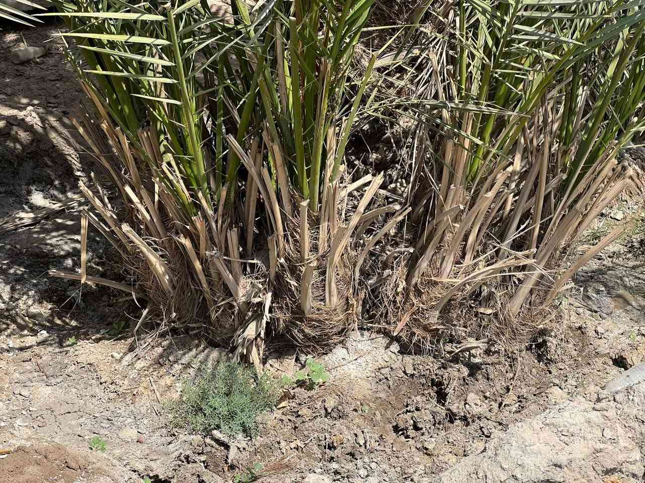 البيع فسأل بريم المكان البصره قضاء المدينه منطقت الخاص *********** سعر وحد 40 الف وبيه مجال قليل كلش
