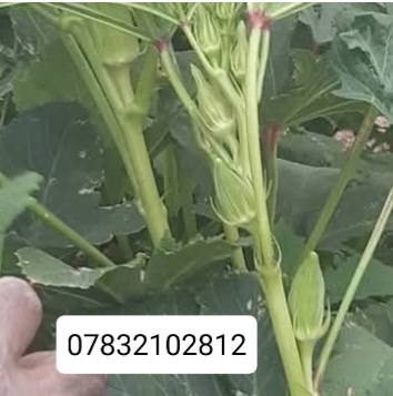 السلام عليكم بذور بانيه للبيع مشروطه كافة الشروط  للحوي متعهد بيها امانة الله ورسوله  ***********اربعينيه بتره وركه مشرحه متعهد بيها طلاع وحوي مقاومه للحراره شمسيه شتويه مقاومه للمياه المالحه صنف العبير فرنسي بغداد, العراق
