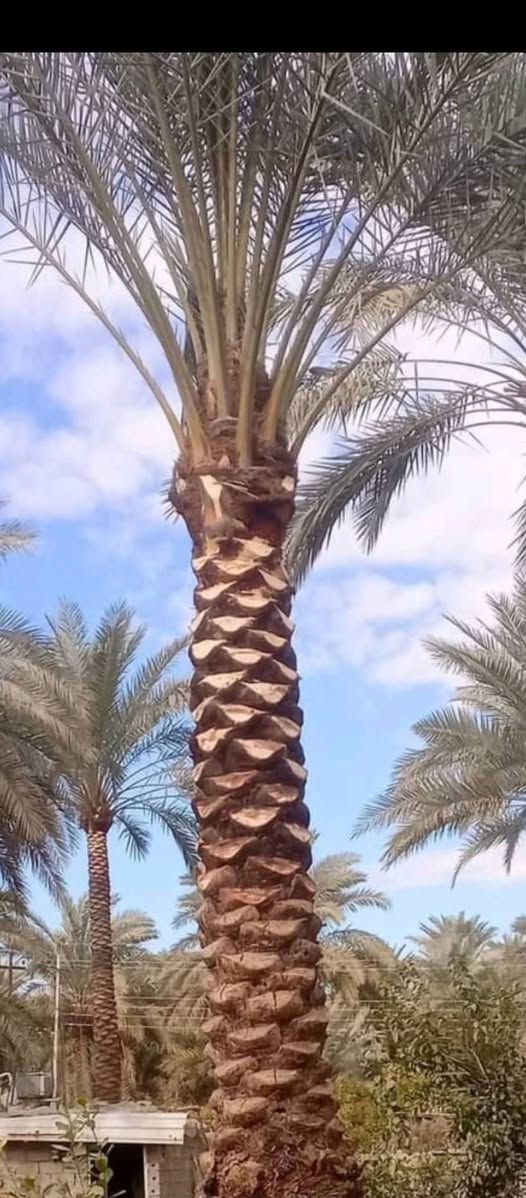 سلام عليكم اشتغل تكريب وتنضيف النخل وهذا شغلي وعندي غرس للبيع الكميات مفتوحه وعندي منشار تقطيع النخل والاشجار وهذا رقمي ***********
