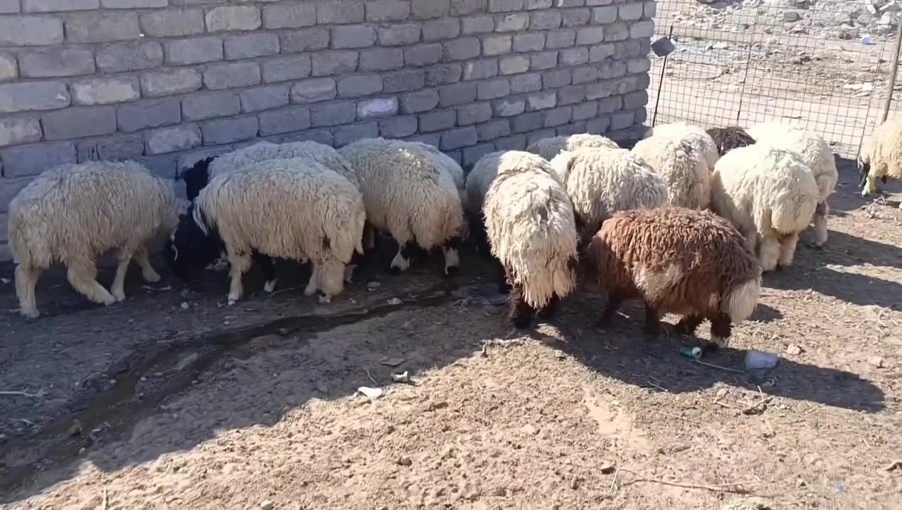 سلام عليكم البيع طليان  العدد 40 لحم فول ترهم ربط ماتبشم مكان بيجي ‏‪***********‬‏
