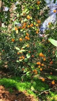 نخيل • للبيع • زراعة