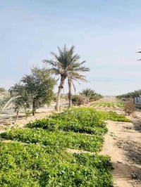 5دوانم للبيع سند25 واجهيه 30 متر  بيهن 2ابيوت مساحه. كل بيت  150 متر+ ...