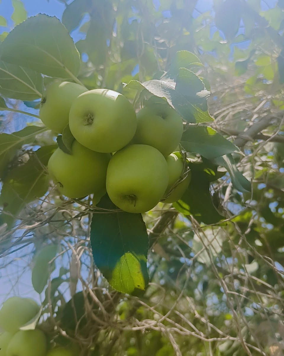 🌿🏡 منتجع يلدا العائلي 🏡🌿
يسرّنا إعلامكم بـ توفر الحجز للشفت الصباحي والشفت المسائي في أجواء عائلية هادئة وممتعة.
✅ مساحات خضراء واسعة
✅ جلسات مريحة للعوائل
✅ أجواء مناسبة للراحة والاستجمام
✅ خصوصية وخدمة مميزة
📅 الحجوزات متاحة الآن 📞 للحجز والاستفسار يرجى التواصل على الرقم: (*********** )
منتجع يلدا العائلي... وجهتكم لقضاء أجمل الأوقات مع العائلة والأصدقاء.
