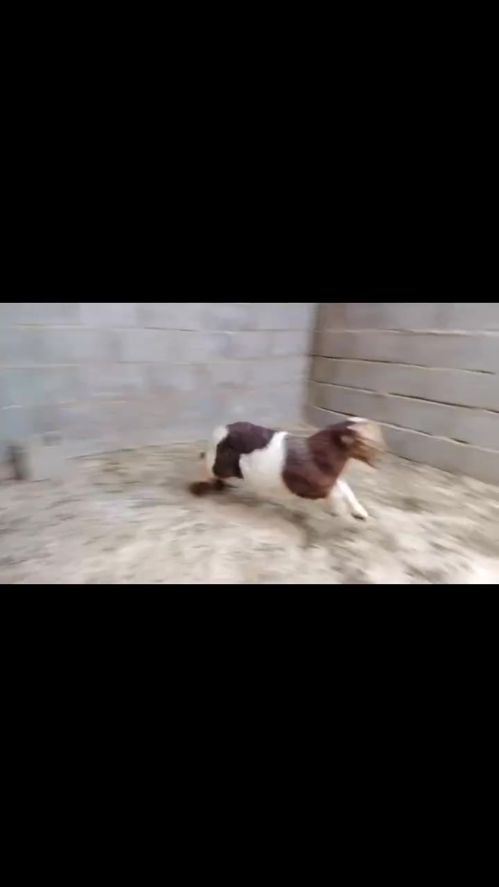 متاح خروف اصرص مقوز ماشاءالله عليه خشانه فول مال جنيه سعره خاص
الشراي يتصل على رقم ***********
المكان حديثة
*********** بي واتساب
