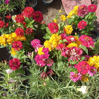 نباتات • توصيل • صويره واسط