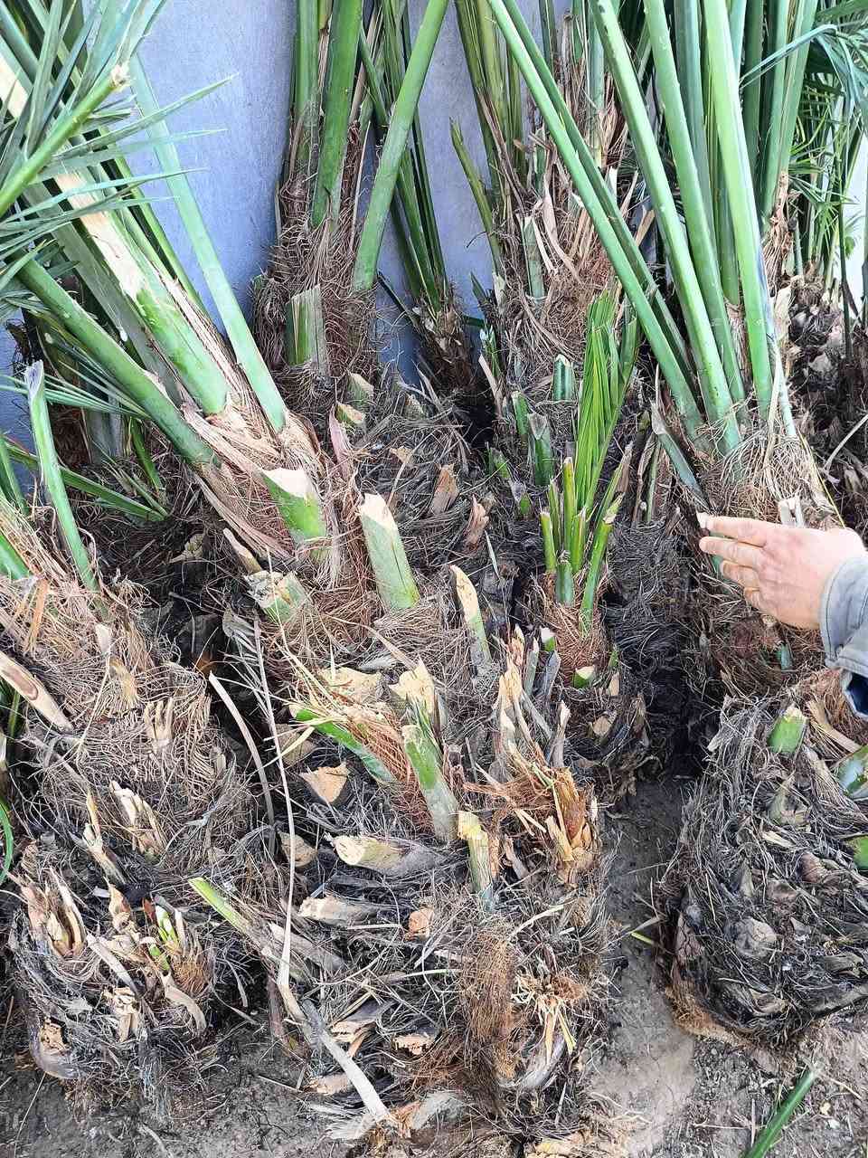 على بركة الله يتوفر نخل برحي مياة بل مياة شرط وضمان ومجهول وبريم***********
