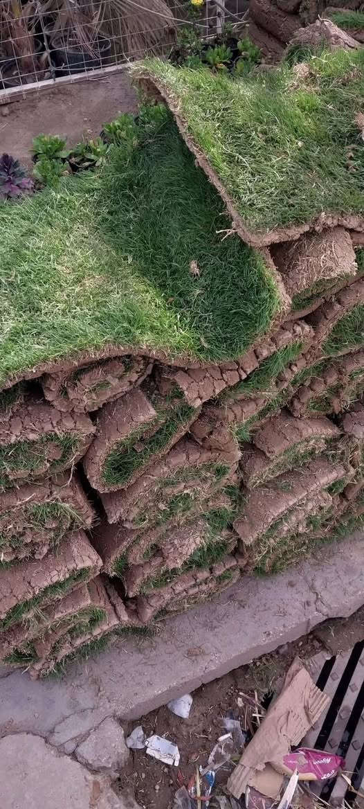 توفر في مشتل ابو علي الفراجي الثيل الهندي الدرجه الاولى مال ديالى 
المتر  ب2500دينار 

العنوان : بغداد /سلمان باك / قرب جامع سعد /شارع الحدادين 🤍

مشتل ابو علي الفراجي يرحب بالجميع 🤍


**إذا كنت صاحب هذا الإعلان وتريد حذفه لأي سبب، رجاءا أرسل رسالة إلى الدعم الفني**