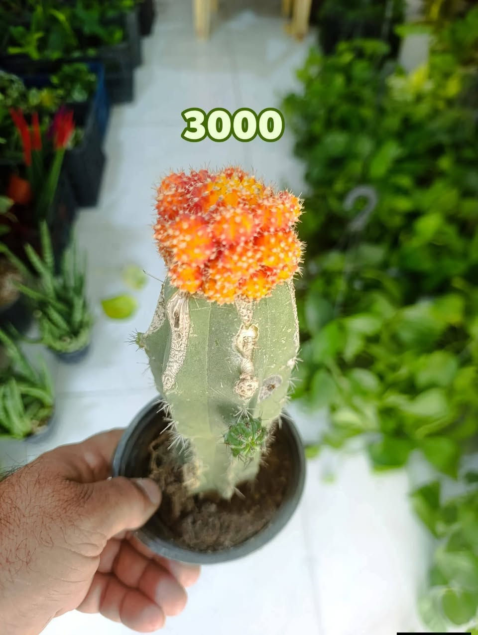 ناونيشان كلار ليوا ته نشت مزكوت بخاري 
عنوان كلار ليوا جامع البخاري 
كياندن هيه ناو شار دوو هزار 
***********
