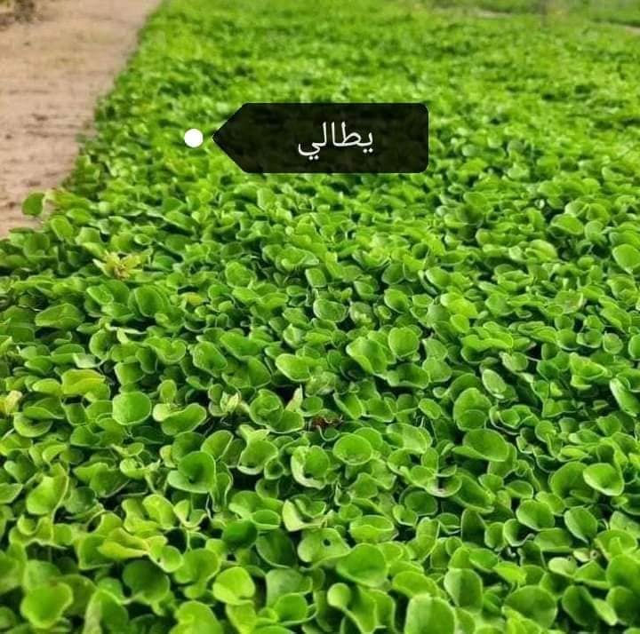 للبيع الثيل الاجمل الثيل الطبيعي بكافه انواعه
ثيل درجه اولا
للاتصال ***********
