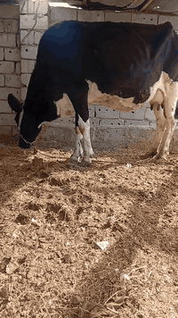 بقره جمه عرموطه اصل بلاديه وراهه بجر جمه اصل حليب ودسامه خير من الله متعهده بكافه شروط الجني بابل ناحيه الشوملي السعر ٢٦٥٠ وشراي يدلل للاتصال *********** واتساب *********** يوجد توصيل لبعض المحافظات وحسب الاتفاق
