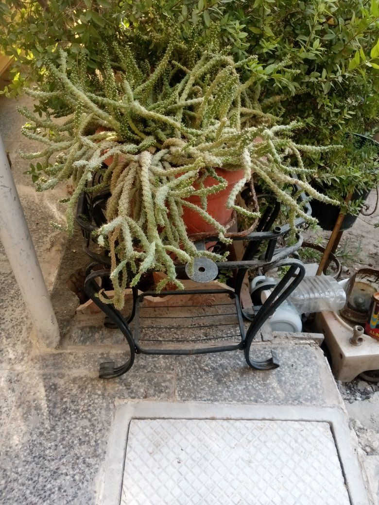 السلام عليكم متوفر زرع للبيع الوحده بخمسه مكان زعفرانيه


**إذا كنت صاحب هذا الإعلان وتريد حذفه لأي سبب، رجاءا أرسل رسالة إلى الدعم الفني**