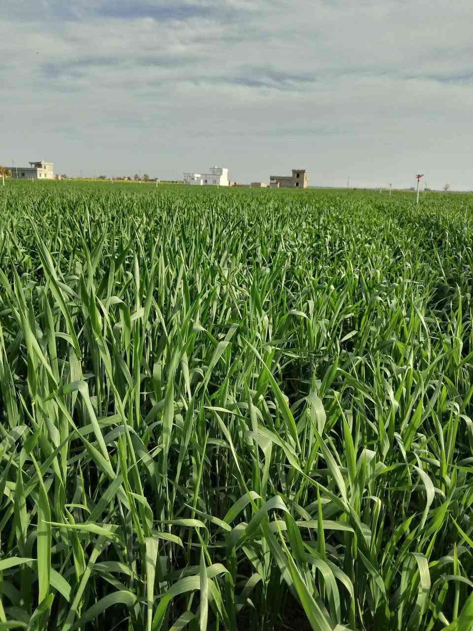 لله الحمد تم وصول المنشط العالمي
المكون من جميع العناصر المكونه من
ماغنوم
عالي البوتاس
هيومك أسد
تم التجربة ولله الحمد النتائج
جيده جدا
للطلب او الاستفسار 
ه‍.***********
العنوان مدخل قضاء الحويجه 
مجاور كهرباء المضهوريه
