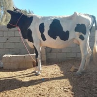 هوايش للبيع • ابقار للبيع • مواشي للبيع • عجول للبيع • بقرة حلوب • هوا...