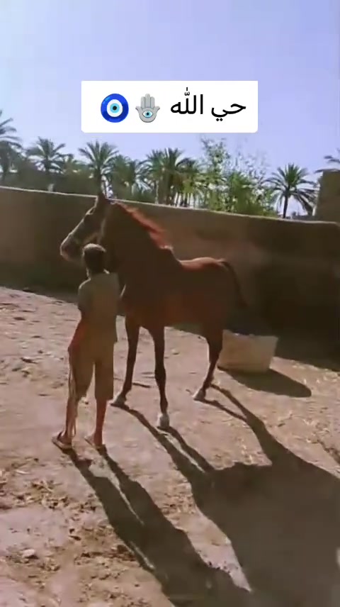 سلام عليكم
فرس لبيع مكان بابل عمرها ٥رتفاع ١٥١ بيها صابه بيدها مبينه بتصوير يدها بيها شمره من تمشي
السعر مليون وبيها مجال ذا شراي تدالل
ذا ماتشتري لا تجي خاص
ترهم مراوس رأس برأس فقط


**إذا كنت صاحب هذا الإعلان وتريد حذفه لأي سبب، رجاءا أرسل رسالة إلى الدعم الفني**