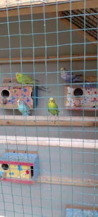 طيور حب • زوج • افراخ