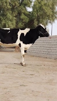 فريزية زراعية • مفحوصه سونار • بابل شوملي