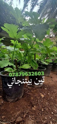 تين بيتنجاني • شتلة متر • درجة اولى