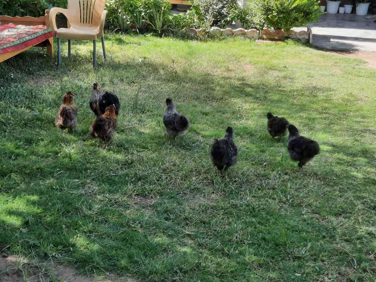 سلام عليكم متاح
ديج و 6 دجاجات بياضات كلهن وملقحات وألوان كلش حلوه مكاني الصويره قرب فلكه حي الزهراء *********** علق تم يوصلك سعرهن

