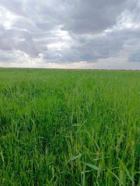 بلحاوي • ٣ دوانم • واجهة ٧٠م