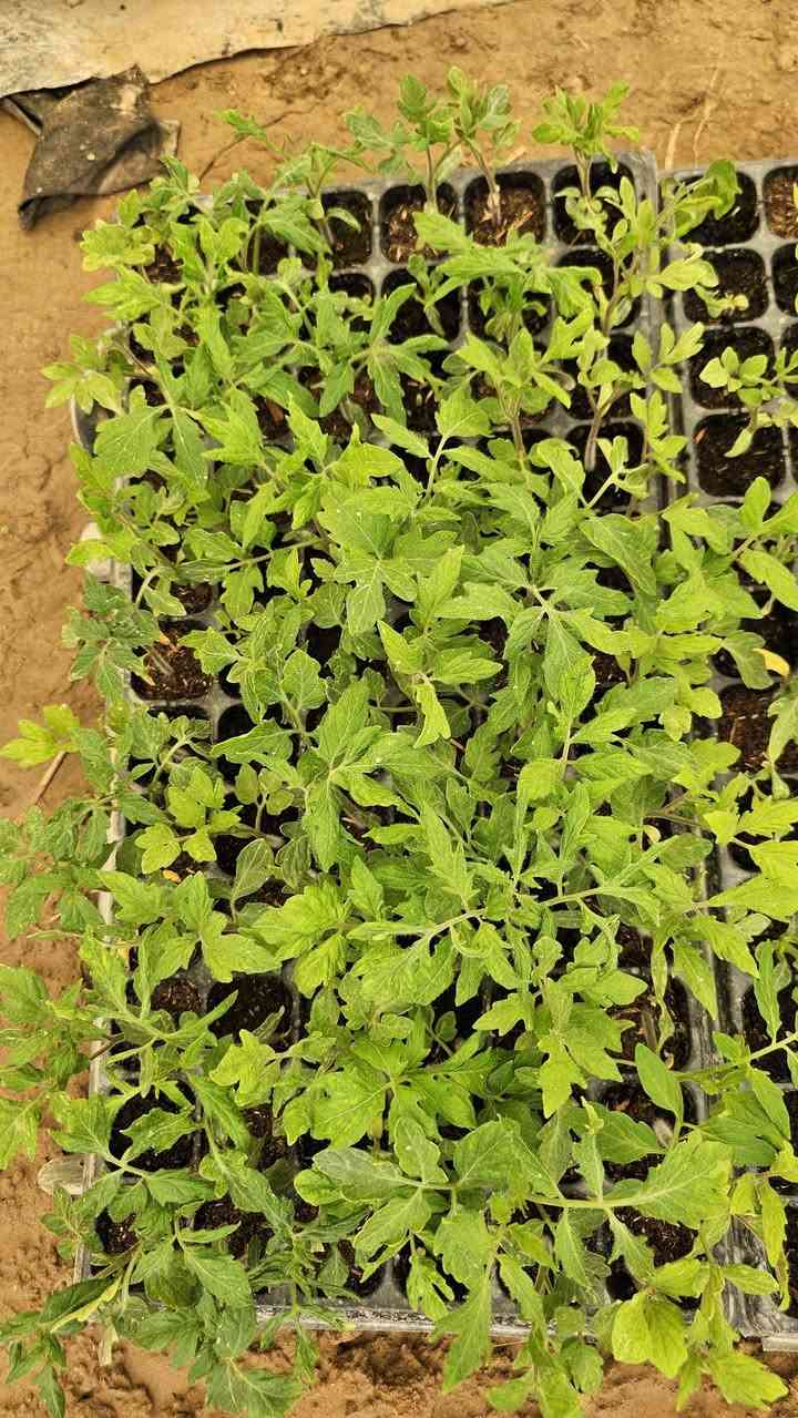 اللهم صلّ وسلم وبارك على سيدنا محمد وعلى آله وصحبه أجمعين.. 🌱✨
يا باغي الخير والجمال في حديقتك، الموسم بدأ والخير أقبل! متوفر لدينا الآن تشكيلة من أقوى وأجود الشتلات الجاهزة للزراعة، بإنتاجية عالية وصحة ممتازة:
🌶️ فليفلة (حارة وباردةوطبب)
سواء كنت من محبي "النار" والطعم الحريف، أو تفضل الفليفلة الباردة (الرومي) المقرمشة والمليئة بالفيتامينات، شتلاتنا جذورها قوية وسريعة التأقلم.
🍆 باذنجان
شتلات باذنجان من أصناف ممتازة، تمتاز بالثمار اللامعة والقوام المتماسك، مثالية للدولمه والمقبلات.
🍅 طماطم (بندورة)
الأساس في كل بيت! شتلات طماطم قوية تتحمل الظروف الجوية وتعطيك إنتاجاً غزيراً وطعماً أصلياً يختلف تماماً عن طعم السوق.
🌿 باميا
لمحبي الأكلات الشعبية الأصيلة، شتلات باميا خضراء، سريعة النمو والإنتاج، لتستمتع بقطفها طازجة من حديقتك.
لماذا تختار شتلاتنا
مجموع جذري قوي يضمن نجاح الغرس.
وبأسعار تنافسيه .
أصناف مختارة بعناية لضمان غزارة الإنتاج.
اجعل حديقتك جنة صغيرة، وازرع ما تأكل! 👩‍🌾👨‍🌾
📍 الموقع: [الخضرانيه حاره اشخير (الداير)]
📞 للتواصل والاستفسار: [***********
]0773 946 2344
