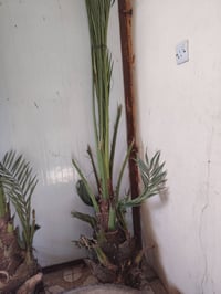 ٦ فسلان • برحي حر • الخالص