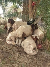 عيد الاضحى • گصاب • باجه وكراعين