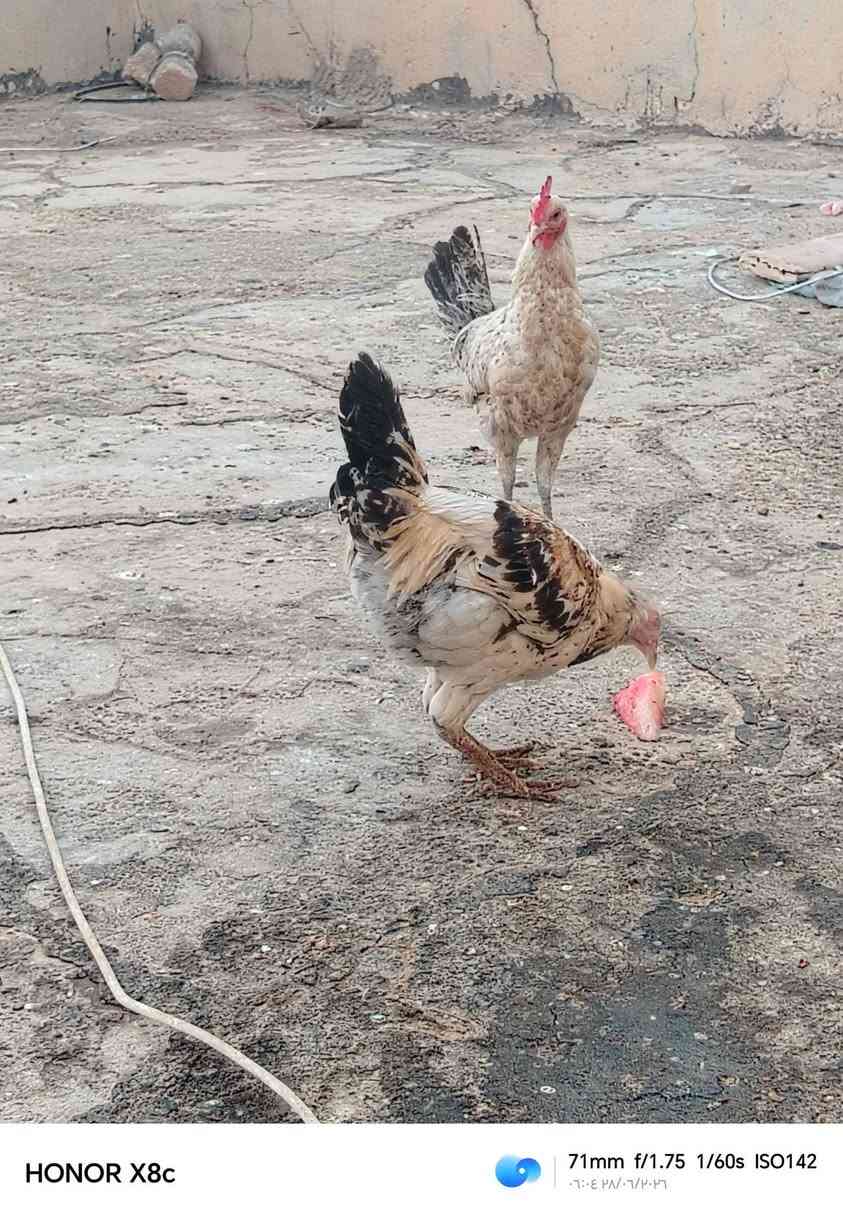 سلام عليكم ديج فيوم ودجاجه عرب بيع مستعجل ب 30


**إذا كنت صاحب هذا الإعلان وتريد حذفه لأي سبب، رجاءا أرسل رسالة إلى الدعم الفني**