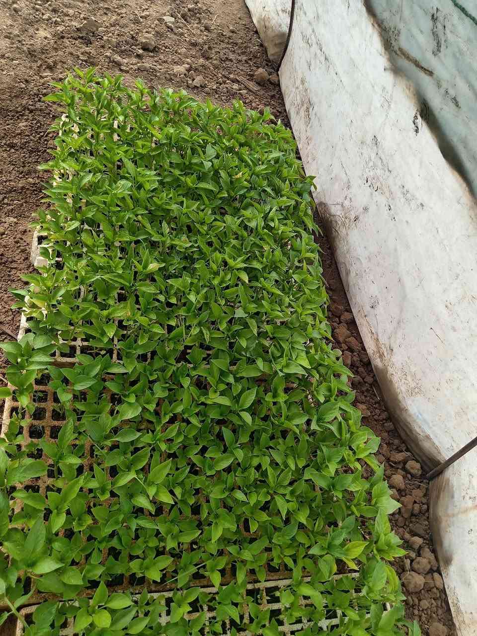 يوجد لدينا كافه  انواع الدايات بتنجان فلفل طماطه بذور جيده للاستفسار لاتصتل على ارقم ***********
