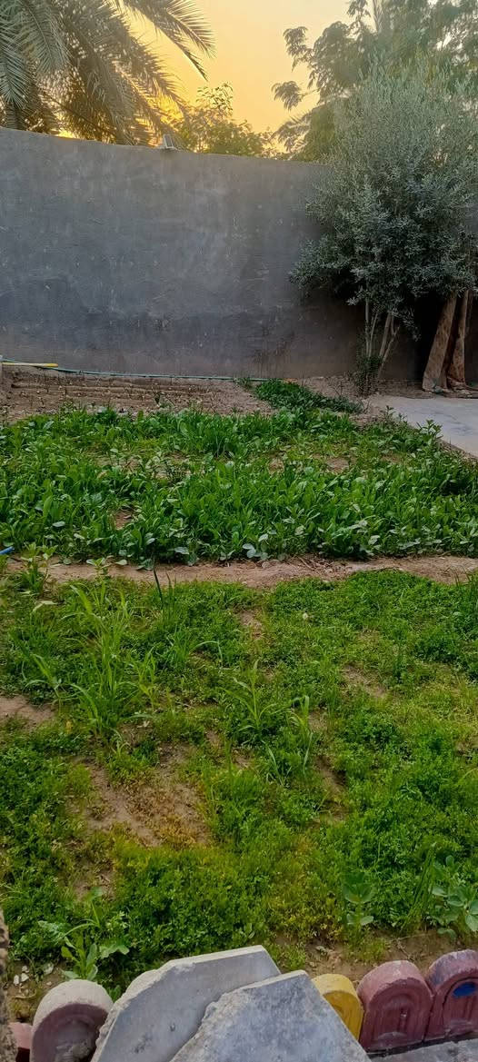 السلام عليكم ربع دونم للبيع مشيد عليها دار مساحته 200 متر مكان كربلاء الحر منطقة الرشيدية  نوع العقار سند 25 تحويل بسم المشتري السعر 215 مليون باقي التفاصيل موضح بالفيديو الشراي هذا رقمي ‏‪***********‬‏
