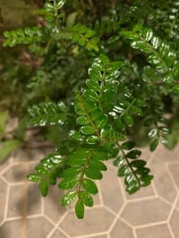 بخور مريم • عطر طبيعي • واسط العزيزيه