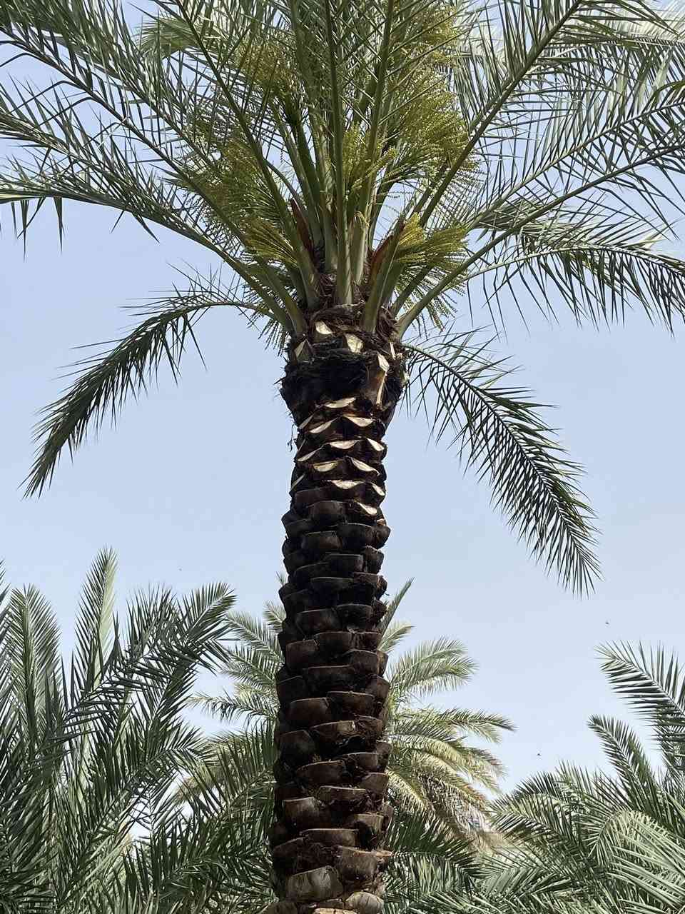 تكريب نخل داخل سامراء
اتصال***********
