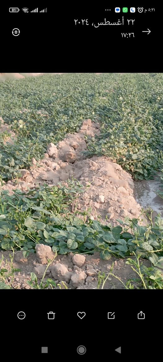 ارض زراعية للبيع في قضاء الحي السايح مشروع ابو دبس 30 دونم سعر الدونم مليون وسبعمائة الف هي والزرع حاليا مزروعة حنطة ماء +كهرباء متوفر للاستفسار ***********
