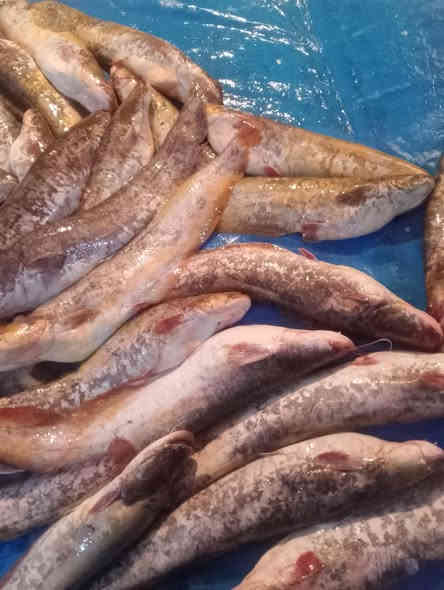 متوفر انواع الأسماك في تكريت سوق الخضار يوجد خدمة توصيل ***********
