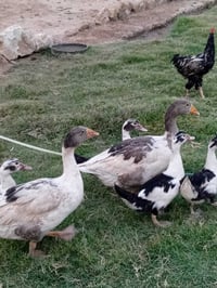 بطات • عدد ٢ • بابل ابي غرق