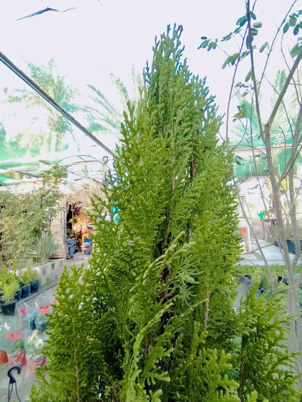 (هذا السعر يمنا وبس) ♻️🏃🏼‍♀️
🌲 نبات السرو 🌲

🔹 الارتفاع: متر ونص تقريبًا
🔹 العمر: ٤ سنوات
🔹 نمو منتظم وشكل جميل
🔹 مناسب للحدائق، الأسوار، والمداخل
🔹 يتحمل الأجواء ومتوفر بجودة عالية
📍 متوفر في مشتل ضفاف دجله 
للاستفسار والمزيد راسلونا أو اتصلو على الرقم التالي *********** ☎️
يوجد خدمة توصيل داخل الكوت فقط🚕
