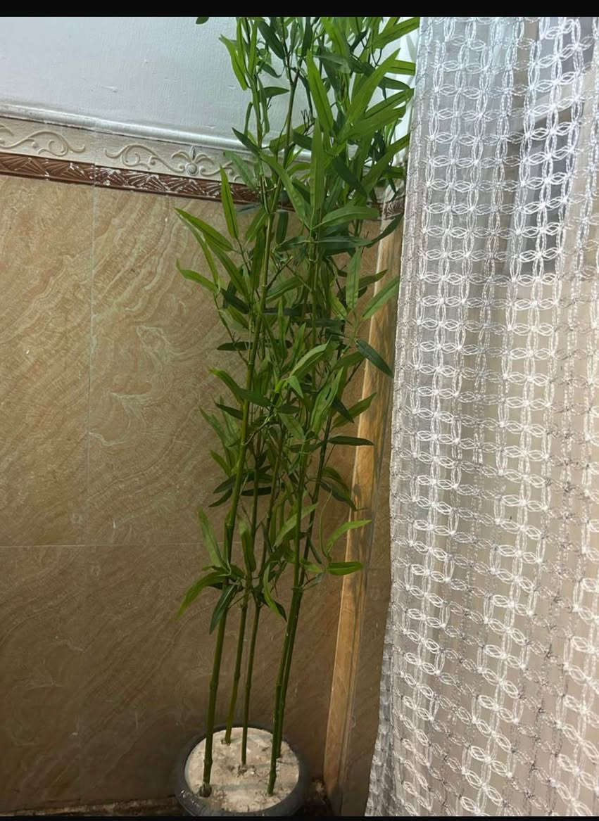 اشجار ورد صناعي نظيفات للبيع بغداد, العراق


**إذا كنت صاحب هذا الإعلان وتريد حذفه لأي سبب، رجاءا أرسل رسالة إلى الدعم الفني**
