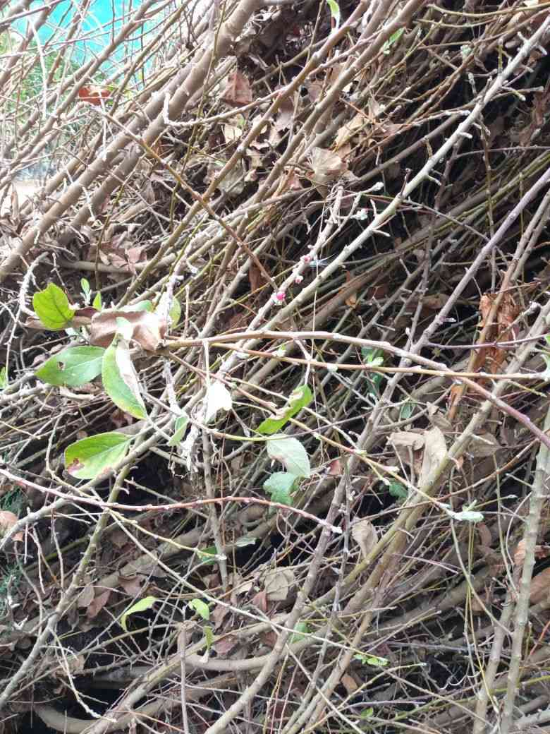 توفر تفاح مترين نوع ابراهيمي سعر الجملة 2750


**إذا كنت صاحب هذا الإعلان وتريد حذفه لأي سبب، رجاءا أرسل رسالة إلى الدعم الفني**