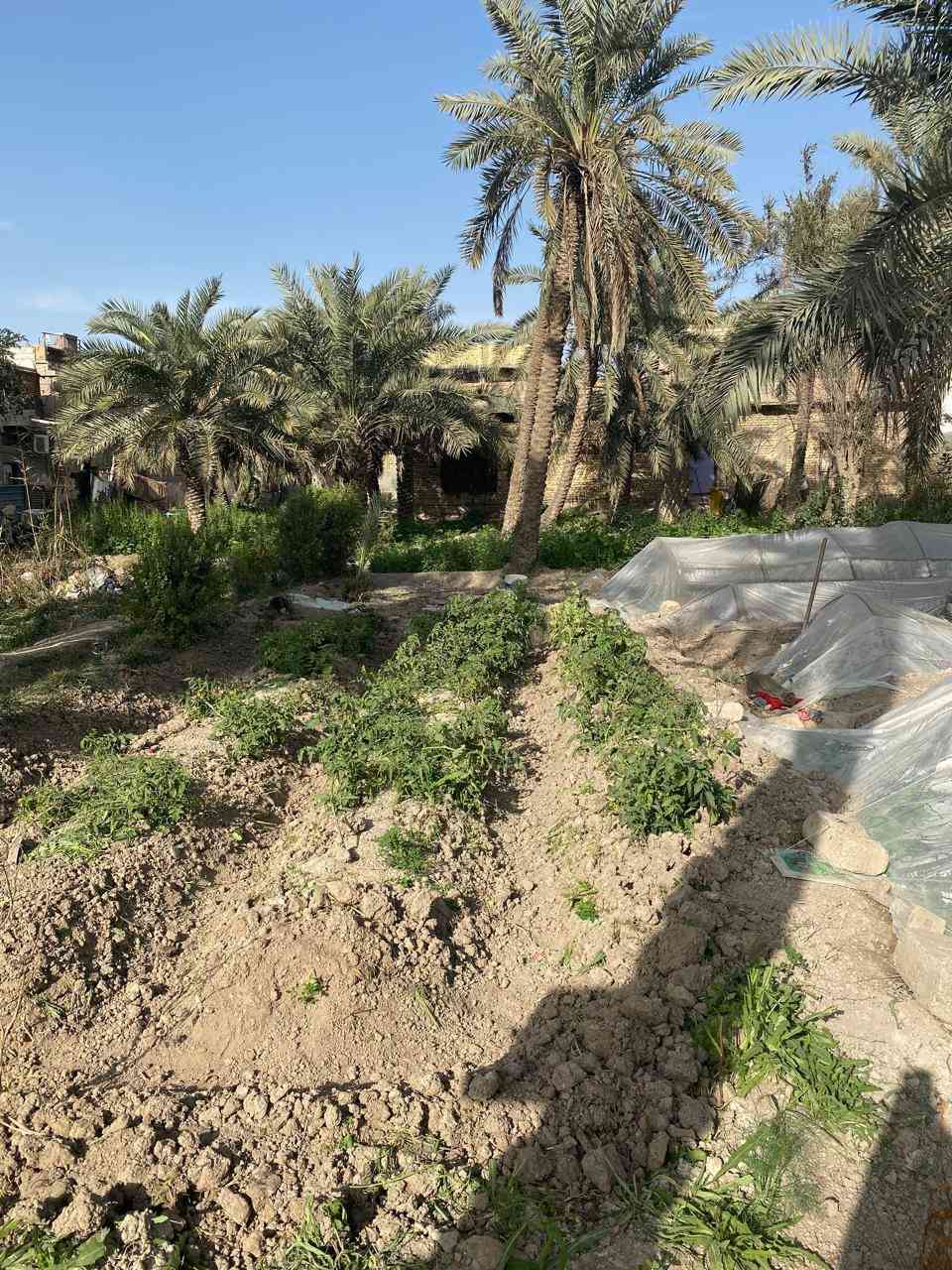بستان في السراجي  مع دار كبير 300م لبيع مساحه الكليه 1800م الاستفسار عبر الارقام ***********
***********
