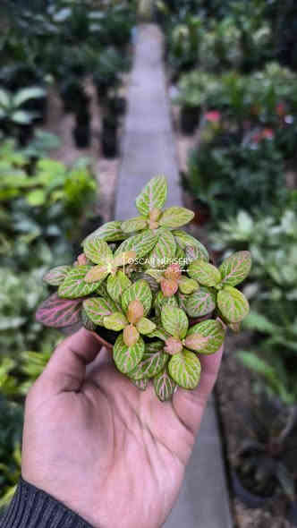 صباحكم خير ومحبه 

توفرت مجموعة نباتات داخلية 

📍 زورونا في موقعنا:
مشتل الأوسكار – حي الحنانة – شارع نجف _ كوفة
(مقابل غرفة تجارة النجف و فريندز كافيه ومطعم شريف– مجاور متنزه الحنانة العائلي)

🕗 أوقات الدوام:
من 8:30 صباحاً إلى 8:00 مساءً

📞 للطلب والاستفسار:
*********** – ***********
(اتصال / واتساب / مراسلة عبر فيسبوك)
 متوفر دفع  زين  كاش ومتوفر ماستر  

🚗 يتوفر توصيل داخل النجف
موجودين في تطبيق توترز لبعض المواد الزراعية 

أهلاً وسهلاً بكم دائماً في مشتل الأوسكار 🌹🌹🌹
