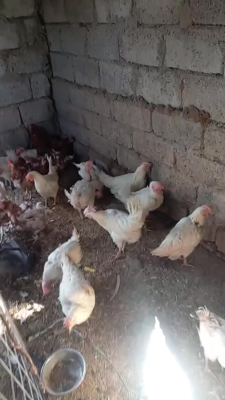 السلام عليكم موجود دجاج احمر حي للبيع مع الذبح والحلج والتنضيف وزن الدجاجه لايقل عن كيلوين والوجبة الكبيرة 3 كيلوات والدجاج بياض درجى اولى سعر(( 3 دجاجات الوجبة الكبيره ب 15 الف والوجبه الثانيه ب 12 الف)) فقط الكميه محدوده العنوان  ناحية القياره قرية الحود ماركت شاهان للتسوق العائلي مقابل مركز شرطة الحود للاستفسار *********** او خاص

