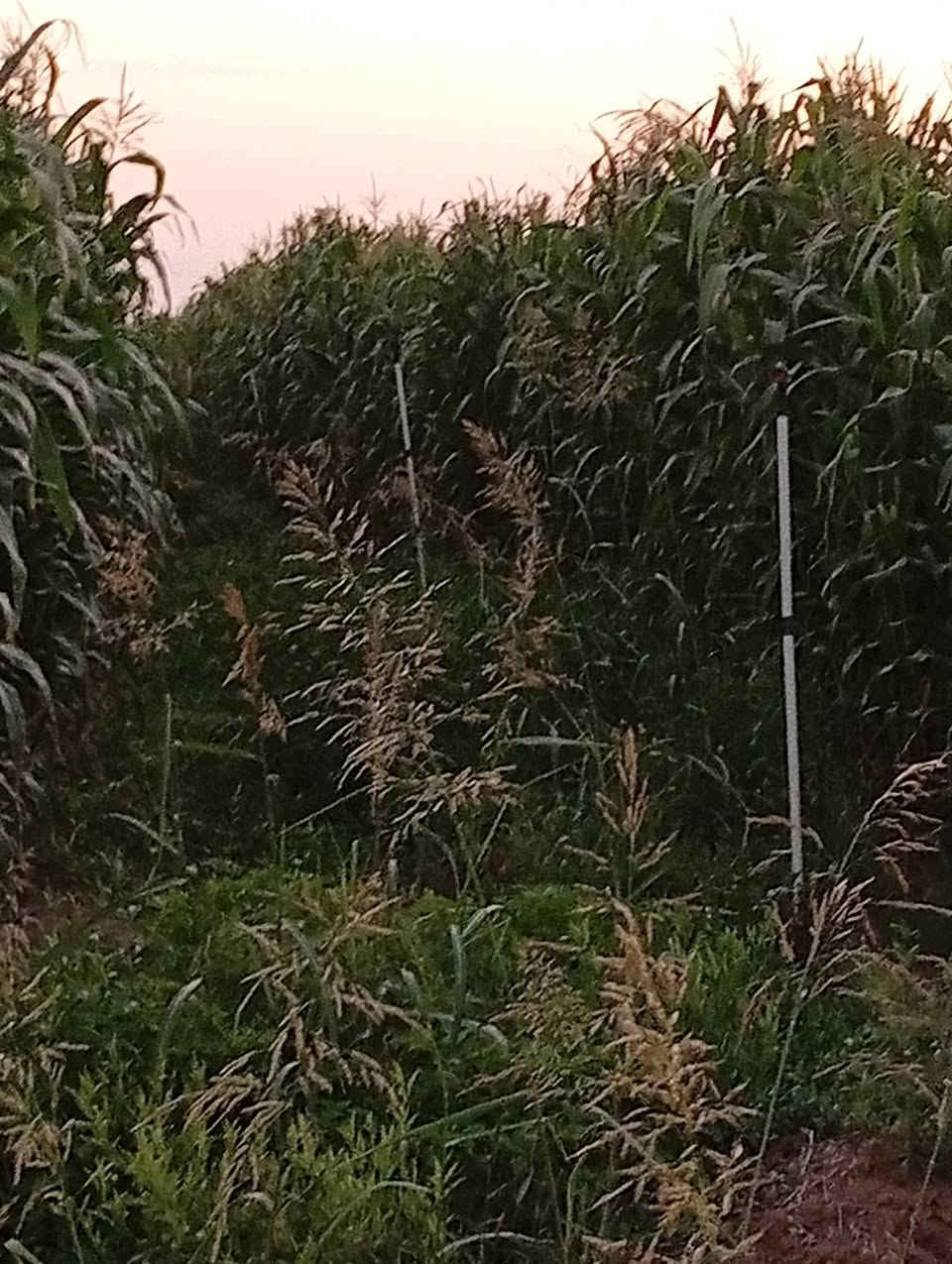 يوجد بذور صفره محليه (حكوميه)ارتفاع 3.5 الى 4 متر  كما موضح في الصور تطولتين يالله تنسگي المكان المنزله والسعر اتصل وتدلل ***********
