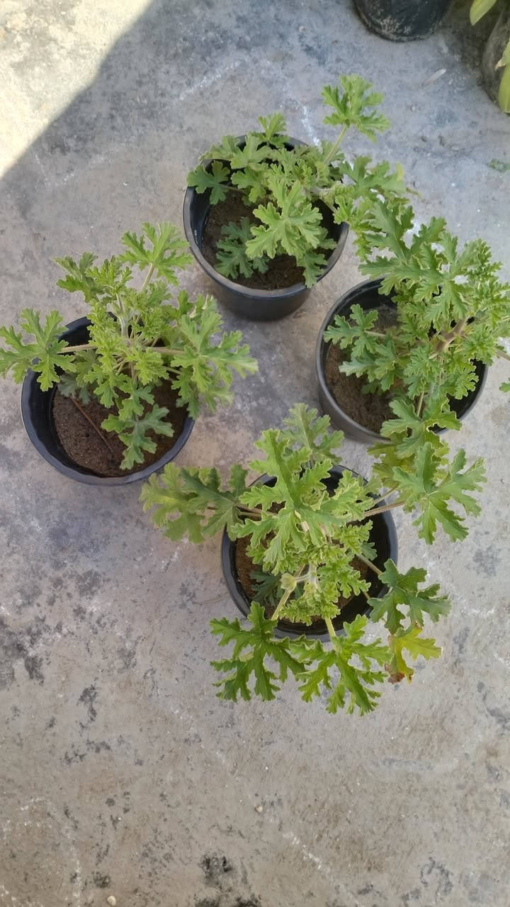 سلام عليكم
وصول وجبة جديدة من النباتات الشمسية..
العنوان التاجي منطقة حي الحسن العسكري قريب على الجامع الامام المهدي عجل الله تعالى فرجه


**إذا كنت صاحب هذا الإعلان وتريد حذفه لأي سبب، رجاءا أرسل رسالة إلى الدعم الفني**