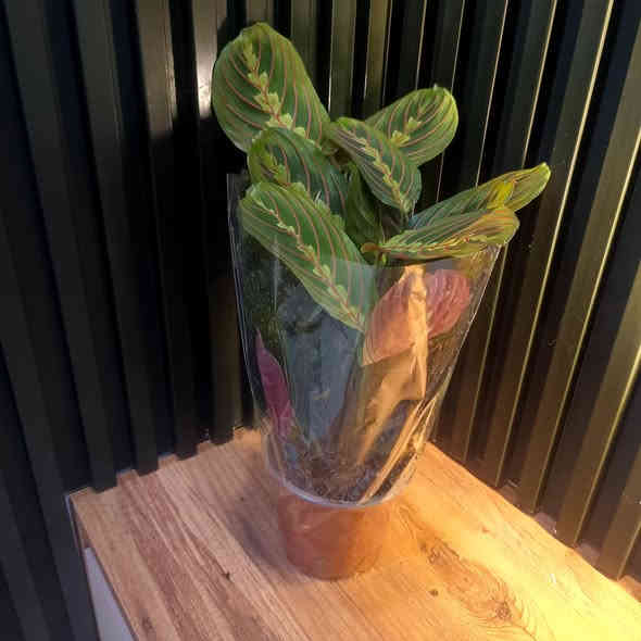 تم تكرار النباتات لكثرة الطلب
مع توفر قسم من النباتات
الظلية وباسعار مناسبة

الاسعار واسماء النباتات مذكورة تحت الصور 

مكاني حي السكر قرب جامع الرحمة 
للطلب والاستفسار مراسلة الصفحة 
او الاتصال على رقم الواتس اب 
***********

يوجد توصيل داخل الموصل والمحافظات
