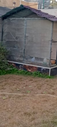 قفص طيور • كربلاء