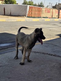 تراوس • دجاج رقمي • تركي