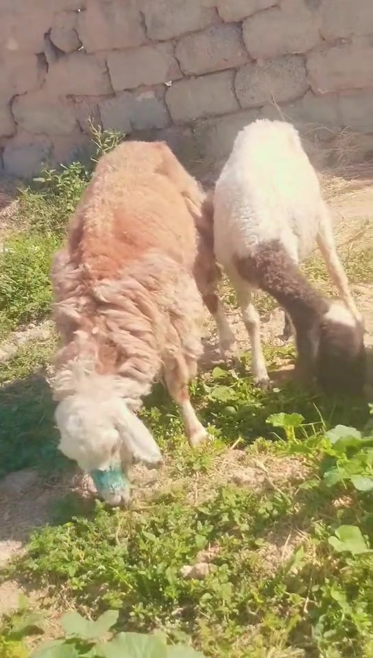 اسلام عليكم للبيع نعاج جوز محنيات سن نضيف سعر الجوز 375 وبيه مجال للاستفسار على رقم الهاتف *********** المكان اسديره الفياض
