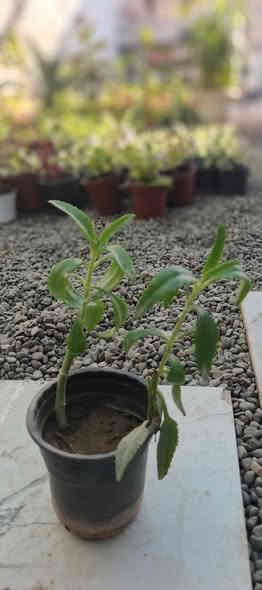 عرض اليوم يم مـشـتـل دومـيـز ☁🔥
النبتات الي داخل المنشور القطعه ب750 بس 🩷✨ والكميه خير من الله 🔥🖤
شكراً لاختياركم #مشتل_دوميز نقدم لكم كل ما تاحتاجونه 🩵
جـمـال حـديـقـتـك🖤 يـبـداء مـن مـشـتـل دومـيـز🌳
♦#....بيش يبيعون اني ارخص.منهم💪
♦ العرض مستمر لحين.انتهاء الكميه💥💥💥💥
          💞#مشتل_دوميز💞
♦موصل الايسر •حي الساهرون
♦🔥🖤━شارع_✘✘_المولدات━🩵🔥
       موصل الايسر #حي_الساهرون شارع المولدات
♦✧════•❁❀❁•════✧
للحجز والاستفسار واتساب فايبر
♦***********
✧════•❁❀❁•════✧
متوفر توصيل داخل #الموصل_الحبيبه🩵🫂
♦***********واتساب فقط

#مشتل_دوميز #نباتات_منزلية #نباتات_داخلية #تجهيزات_زرع #نباتات_الموصل #ديكور_نباتي #عشاق_النباتات #نباتات_ظل #نباتات_زينة #موصلنا_خضرا #نباتات_للبيت #تنسيق_نباتات #هدايا_خضراء #نباتات_وعناية #AL_MOSUL @إشارة
