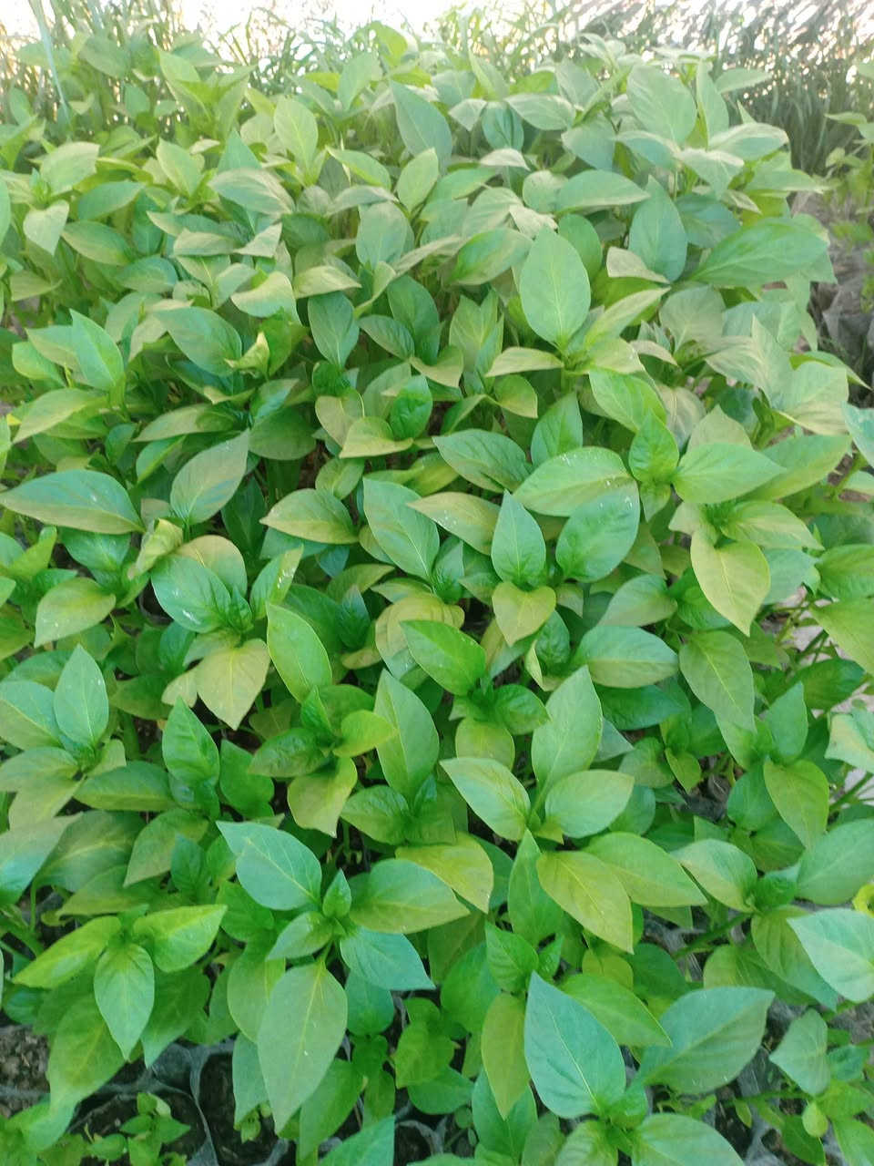 تم وصول دايات بيذنجان طماطه فلفل حار فلفل بارد وبأنسب الاسعار


**إذا كنت صاحب هذا الإعلان وتريد حذفه لأي سبب، رجاءا أرسل رسالة إلى الدعم الفني**