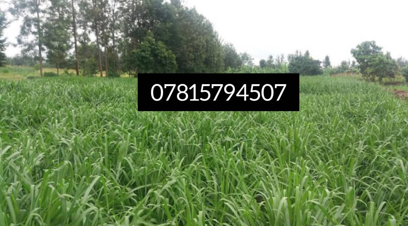 للبيع البونيكام البرازيلي الاصلي أقوى وأفضل علف  للإنتاج الحيوانى 🐄🐂🐏💪
سعر الكيلو(6 الف)سعره جدا  جدا مناسب 
1 نبات دائم الخضار يبقى في الارض مده 5  سنوات
2 سرعة نموه وغزارة إنتاجه.
3 نعومة الساق وكثافة الأوراق لأخر عود.
4 يصل ارتفاعه من متر ونص الى مترين ونص 
 5 يصلُح فى جميع الأراضى الزراعية.
6 يتحمل الملوحة العالية ويتحمل مياه الاابار والاراضي المالحه
7 نسبة البروتين تصل إلى 25٪
8  يزيد من معدلات الإنتاج الحيواني للحوم والالبان

9 يحتوى على العديد من الفيتامينات والمعادن والسكريات.
10 يُساعد على رفع المناعة عند الحيوان مما يُقلل من إستخدام الأدوية البيطرية.
11  لا يُسبب الإنتفاخ أو الإسهال للحيوانات كما تفعل الأعلاف الأُخرى، كما إن مذاقه سُكّرى ومُفضل لدى الحيوانات.
12  يتعامل بجميع نُظُم الري 
13  يتميز بمناعته القوية للأفات الضارة ومُقاوم للفطريات والحشائِش وأعفان الجذور.
14  لا يتطلب مُبيدات حشرية وموفِر فالتسميد.
15  إنتاج جيد جدا وكل 20 يوم تحشه 
 مواعيد زِراعته من شهر 3 إلى شهر11
                        _____________________

للحجز والإستفسار :
*********** 
 ‏‪***********‬‏
مع واتساب
